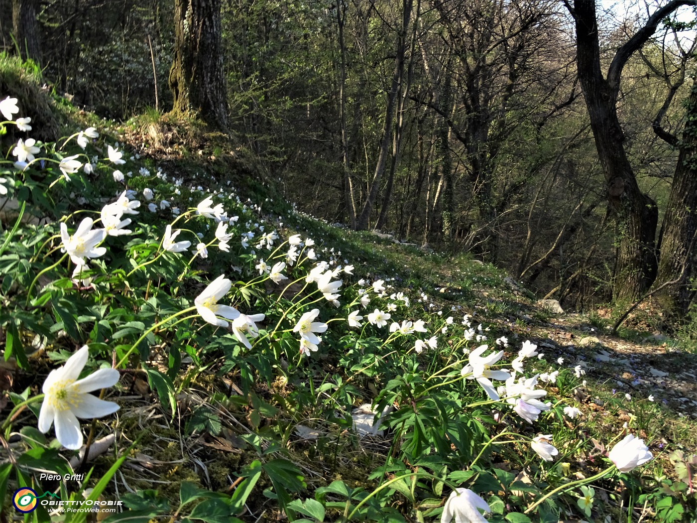 87 Distese di  Anemone nemorosa (Anemonoides nemorosa) .JPG